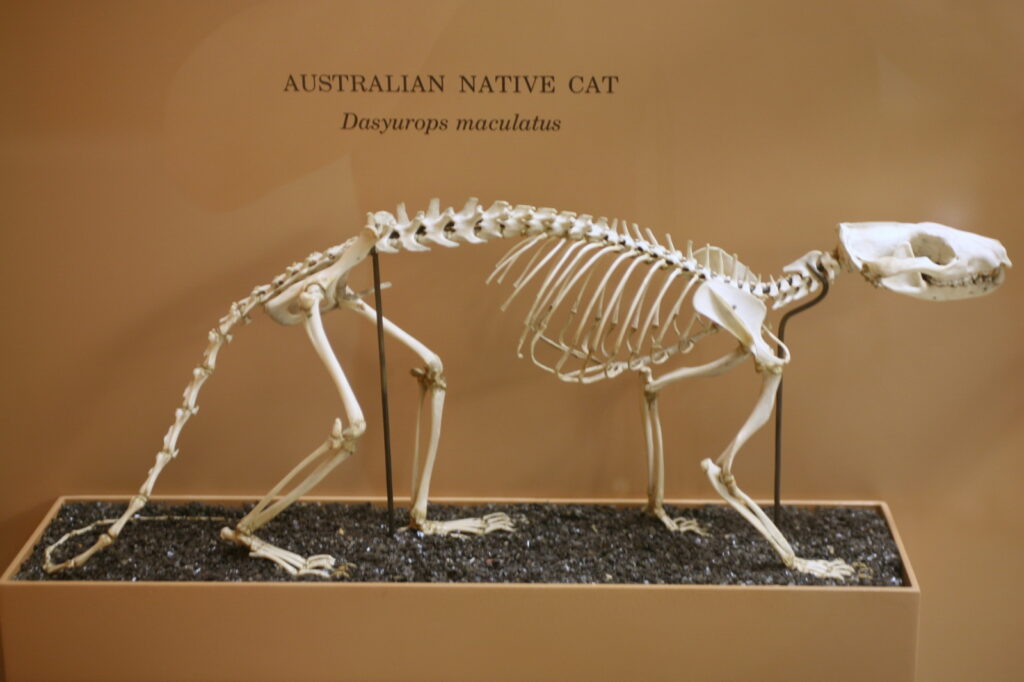 Skeleton of Tiger Quoll